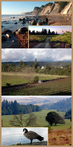 Sonoma Wine Country Scenery